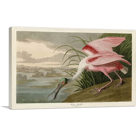 ARTCANVAS Roseate Spoonbill Canvas Art Print By John James Audubon