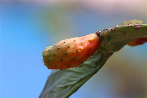 Prickly Pear Cactus Botany - Free photo on Pixabay