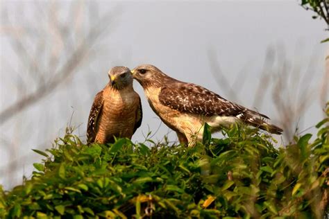 13 Types of Hawks in Florida with Pictures & Sounds | BirdJoy