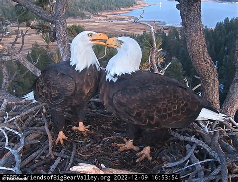 California S Famous Bald Eagles Jackie And Shadow Have Their Two Eggs