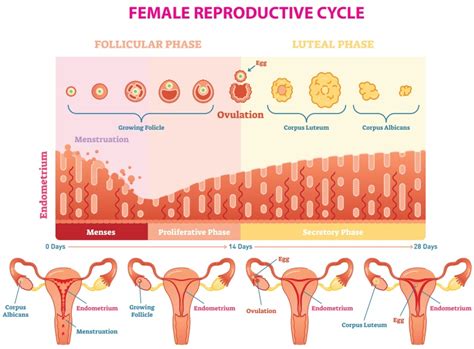 Menstrual Cycle