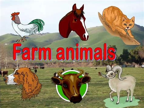 PPT - Farm animals PowerPoint Presentation, free download - ID:6820811