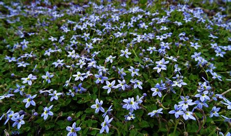 Desktop Blue Star Creeper Ground Cover Plants Perennials Shrubs