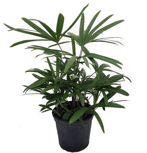 Rhapis Excelsa Lady Palm Plant Online Plants Cart