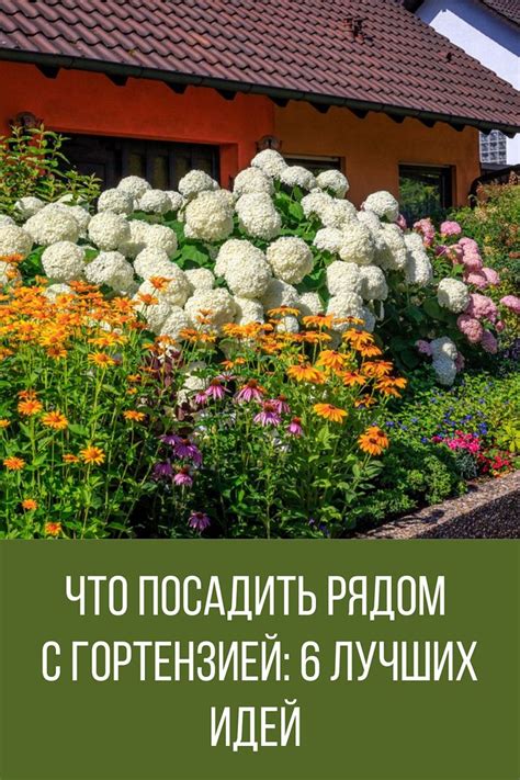 Что посадить рядом с гортензией: 6 лучших идей для потрясающего ...