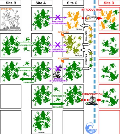 Simplified Scheme Of The Origin Dispersal Evolution And Introduction