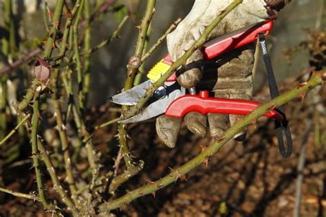 Rosen Schneiden Im Fr Hjahr Einfache Schnittregeln Gartenflora