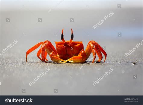 Red Crab On Sand At Beach Stock Photo 98794496 Shutterstock