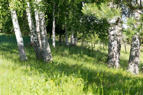 Premium Photo Birch Grove On A Sunny Summer Day