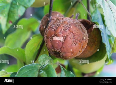 Rotten Apple Is Hanging On A Tree Apple Affected By Scab Spores Fungal Diseases Of Fruit Trees