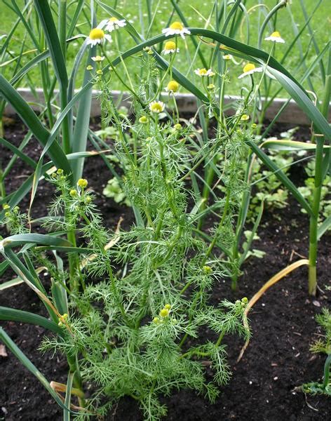 Matricaire camomille informations Fleurs sauvage du Québec