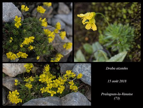 Draba Aizoides