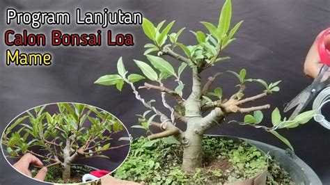 Tahapan Pengepresan Anak Cabang Bahan Bonsai Loa Ridwanbintangbonsai