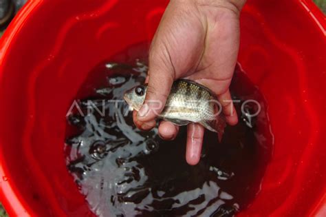 Penebaran Benih Ikan Dan Bersih Bersih Sungai Antara Foto