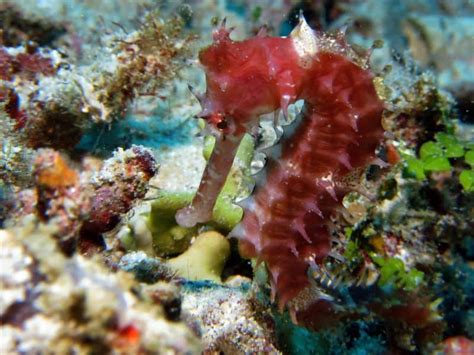 Curiosidades de los caballitos de mar que no conocías