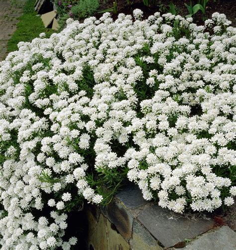 Iberis Sempervirens Snow Cone Backyard Blooms Nursery This Blooms