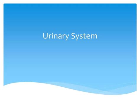 Ppt Urinary System Powerpoint Presentation Free Download Id 1900082