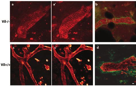 Tubulogenesis Is Enhanced In Villin Expressing MDCK Cells