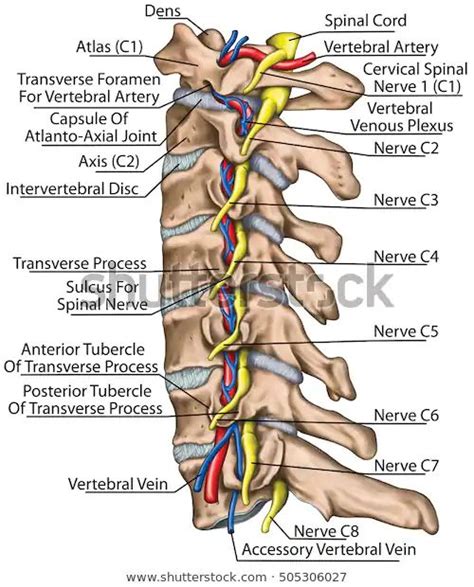 Cervical Spine Both Vertebral Arteries Transverse Stock Illustration ...