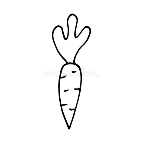 Hand Drawn Vector Carrot In Doodle Sketch Cartoon Style Illustration