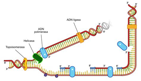 Replicació de l’ADN – el Profe de Bio