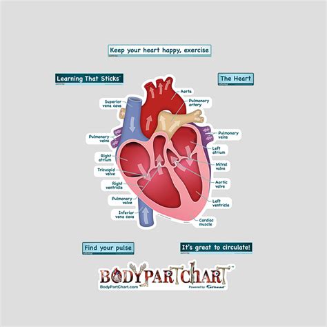 Simplified Heart Labeled Decal | Shop Fathead Anatomical Images Graphics