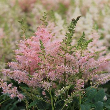 Astilbe Plantation Culture Et Entretien Nos Conseils