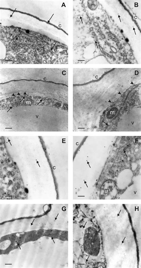 Pao Immunoelectron Microscopy Of Epidermal Cells From Maize Mesocotyls