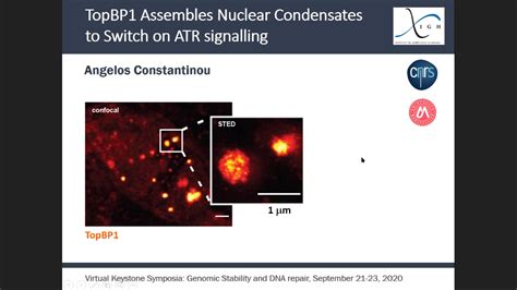 Short Talk Topbp Assembles Nuclear Condensates To Switch On Atr