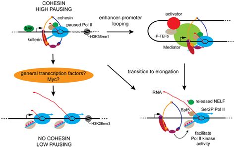 Key Features Of Cohesin Binding Genes And Proposed Roles For Cohesin In