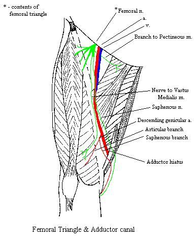 Anatomy and Physiology: Lower Extremity: Femoral Adductor Canal | CFAA Science Blog