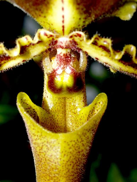 Kostenlose foto Natur Ast blühen Wachstum Fotografie Blatt