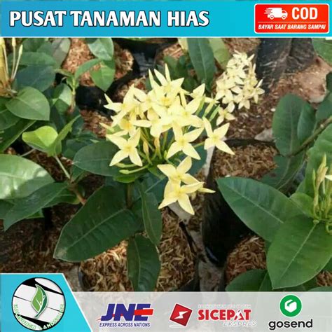 Jual Tanaman Hias Bunga Asoka Jepang Bunga Kuning Pohon Soka Shopee