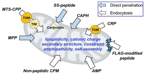 Ijms Free Full Text Peptide Assisted Nucleic Acid Delivery Systems