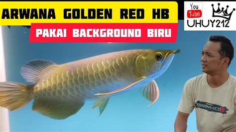 Arwana Golden Red Hb Di Background Biru Youtube