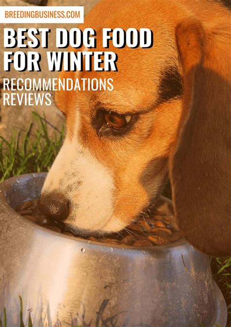 20 Best Dog Foods for Winter – Buying Guide w/ FAQ for Winter Foods!