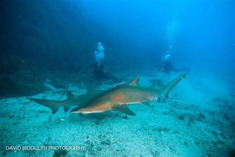 Shark Explorer Weekend North Stradbroke Island Gold Coast Dive