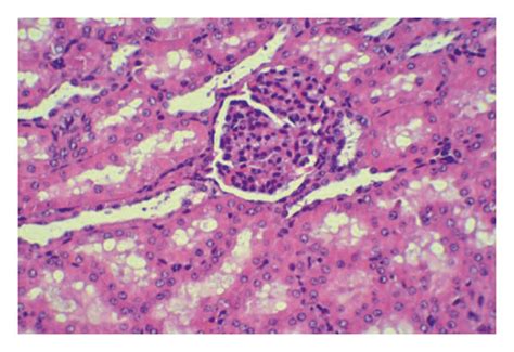 Haematoxylin And Eosin Hande Staining The Animals Underwent Cpr