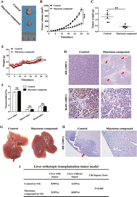 Maytenus Compound Inhibits HCC Cell Xenograft Growth In Nude Mice A