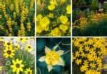 Top Native Yellow Perennial Flowers Native Backyards