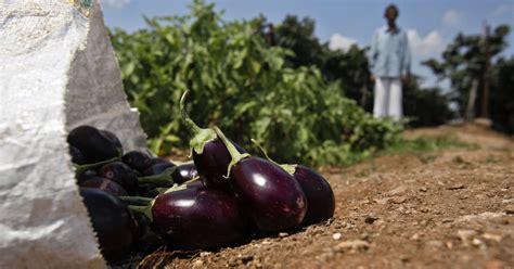 Heartbroken By Getting Just 20 Paise For A Kg Brinjal, Maharashtra