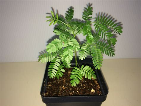 Mimosa tenuiflora (44 фото) » НА ДАЧЕ ФОТО