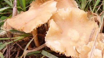 Marasmius Oreades The Ultimate Mushroom Guide 6 Recipes