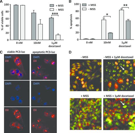 A Viability Of Pc3 Luc Cells After Docetaxel Treatment With Or