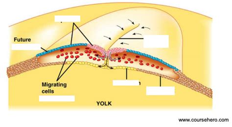 gastrulation Diagram | Quizlet