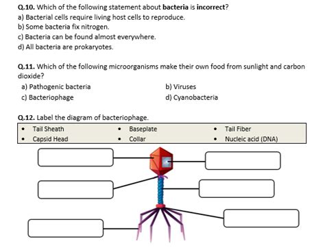 Bacteria And Viruses Worksheet Distance Learning Teaching Resources