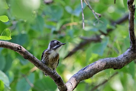 コサメビタキたち ＜山田池公園＞ 野鳥ブログ イノセントbirder 楽天ブログ