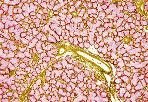 Salivary Gland Light Micrograph Stock Image P4820027 Science