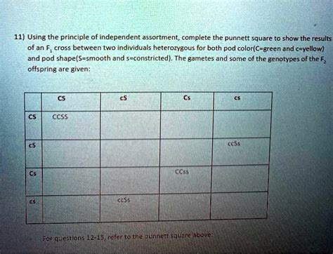 Solved Using The Principle Of Independent Assortment Complete The Punnett Square To Show The