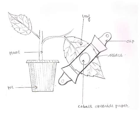 PLANT PHYSIOLOGY EXPERIMENTS - BIOLOGY4ISC